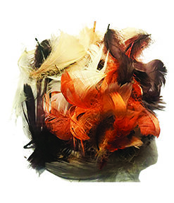 Plumes d'automne