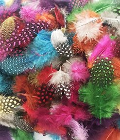 Colorful Speckled Feathers
